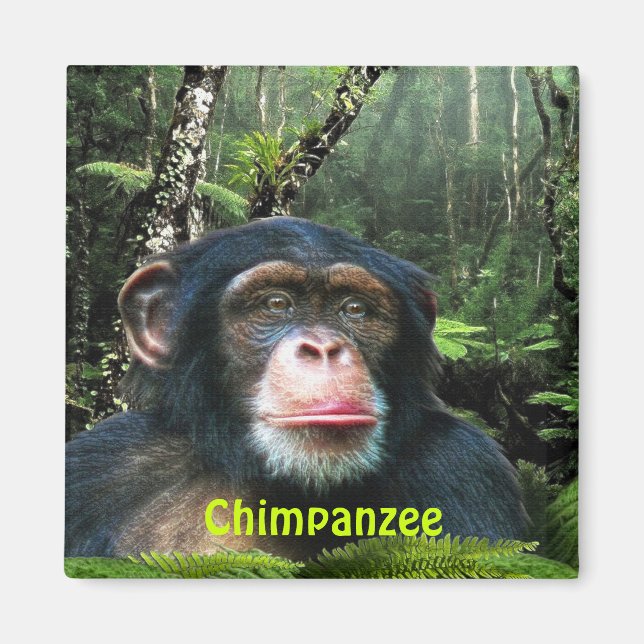 CHIMPANZEE & JUNGLE Primate Wildlife Art Magnet (Framsidan)
