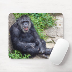 Chimpanzee Leening på Sten Musmatta