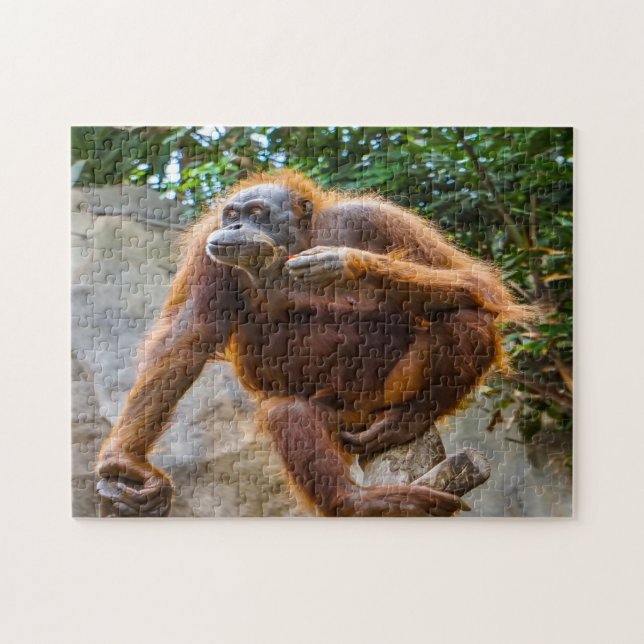 Chimpanzee Monkey. Jigszle Puzzle Pussel (Horisontell)
