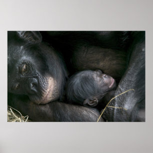 CHIMPANZEE MOR OCH BARN POSTER