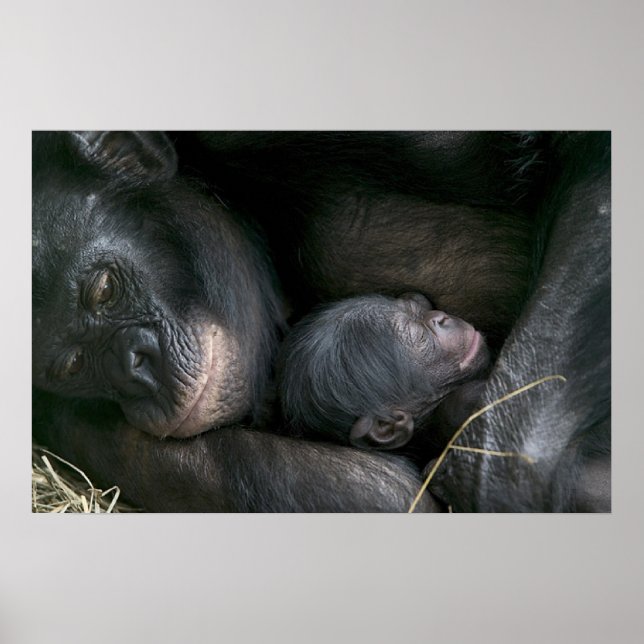 CHIMPANZEE MOR OCH BARN POSTER (Framsidan)