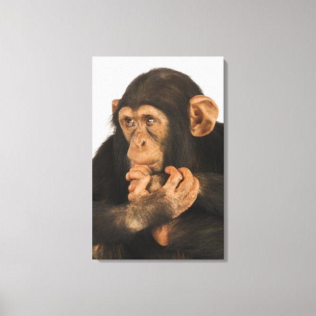 Chimpanzee (Pan troglodytes). Ung lekfull 2 Canvastryck (Framsida)
