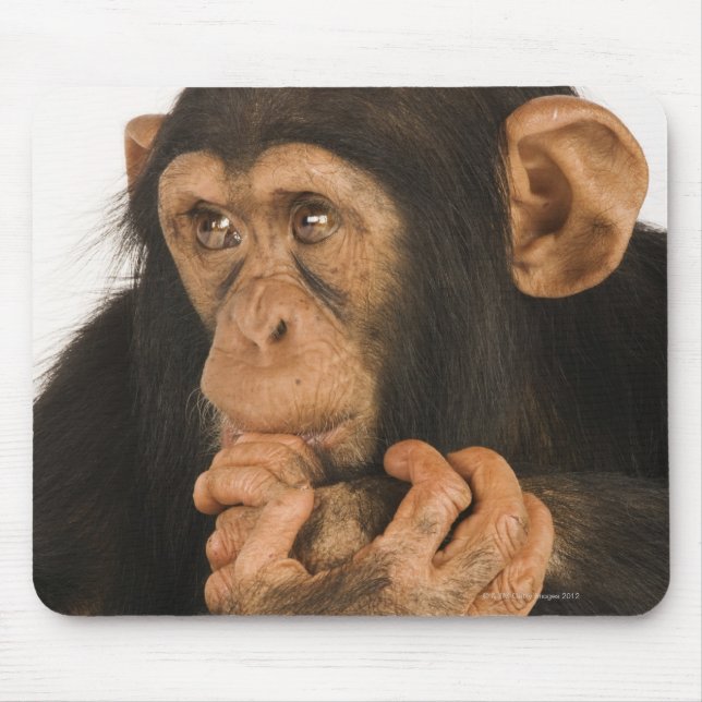Chimpanzee (Pan troglodytes). Ung lekfull 2 Musmatta (Framsidan)
