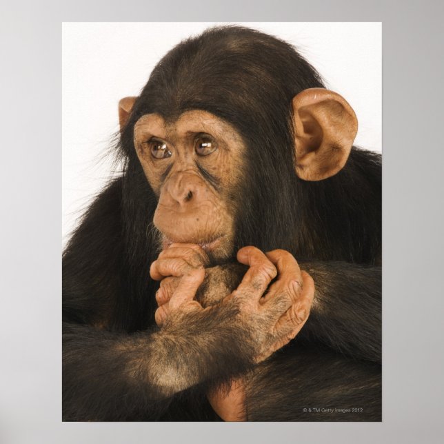 Chimpanzee (Pan troglodytes). Ung lekfull 2 Poster (Framsidan)