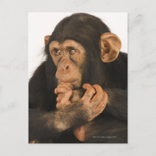 Chimpanzee (Pan troglodytes). Ung lekfull 2 Vykort