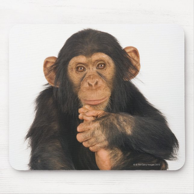 Chimpanzee (Pan troglodytes). Ung lekfull Musmatta (Framsidan)