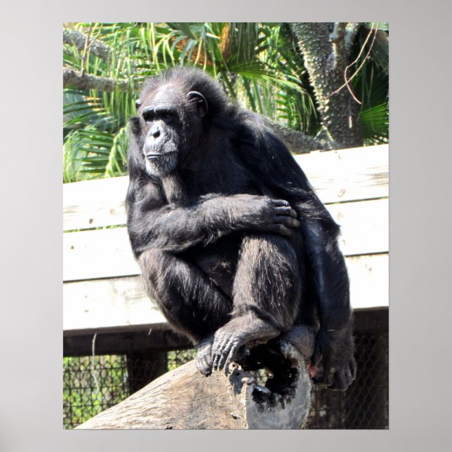 Chimpanzee Poster (Framsidan)