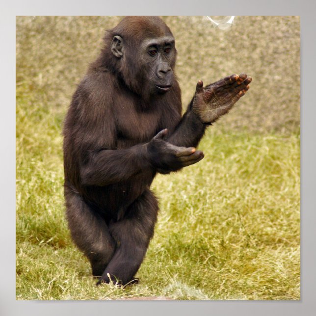 Chimpanzee Poster Skriv ut (Framsidan)