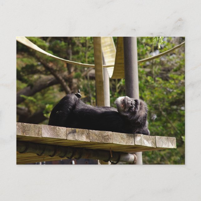 Chimpanzee Resting Vykort (Framsida)