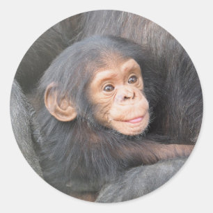 Chimpanzee Runt Klistermärke