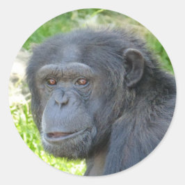 Chimpanzee - Sticker Runt Klistermärke