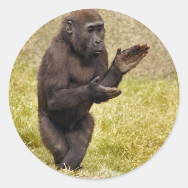 Chimpanzee Sticker Runt Klistermärke (Framsida)