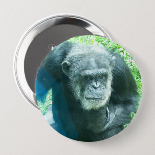 Chimpanzee Thinking Knapp