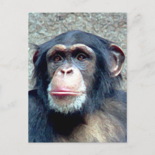 Chimpanzee Vykort