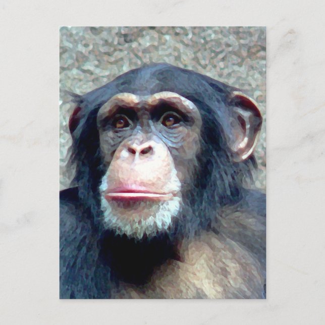 Chimpanzee Vykort (Framsida)