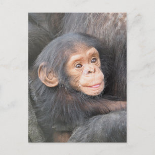 Chimpanzee Vykort