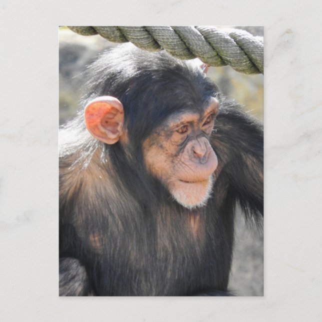 Chimpanzee Vykort (Framsida)