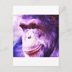 Chimpanzee Vykort