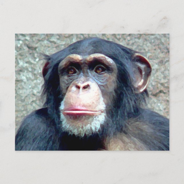 Chimpanzee Vykort (Framsida)