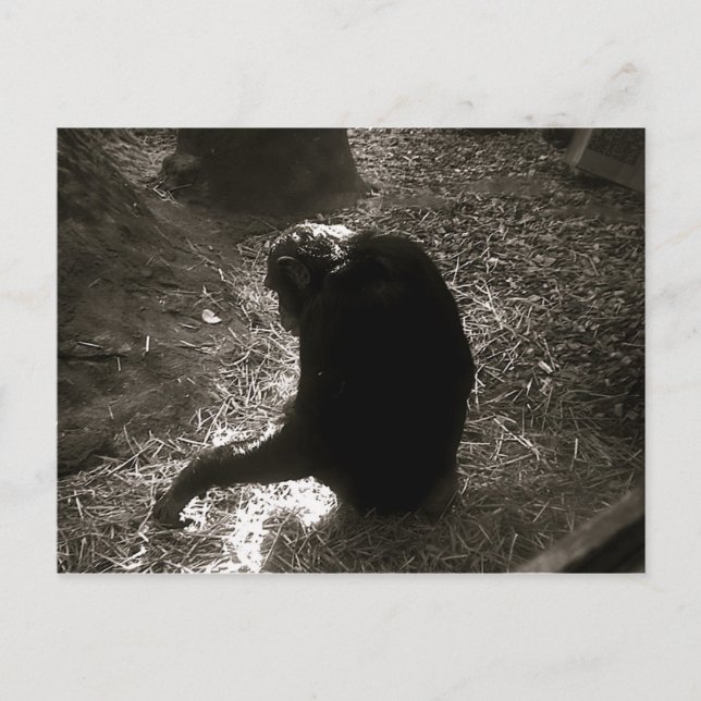 Chimpanzee - vykort (Framsida)