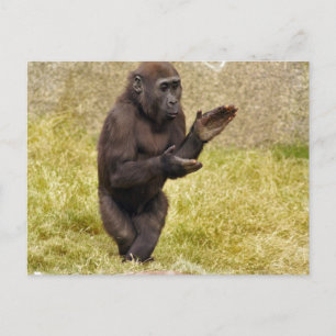 Chimpanzee-vykort Vykort