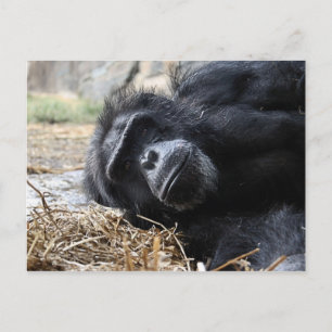 Chimpanzee-vykort Vykort