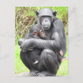 Chimpanzee-vykort Vykort