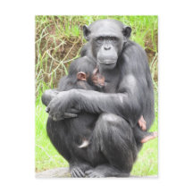 Chimpanzee-vykort