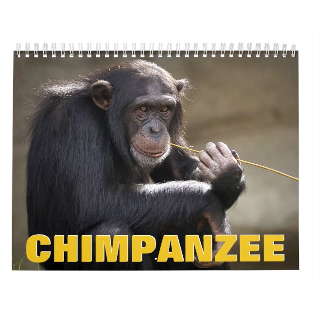 Chimpanzee Wall Calendar Kalender (Omslag)