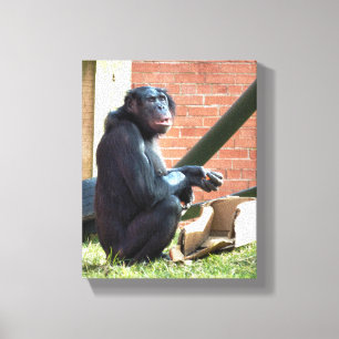 CHIMPANZEES CANVASTRYCK