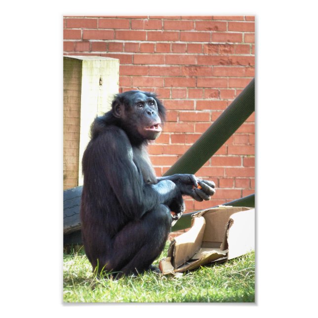 CHIMPANZEES FOTOTRYCK (Framsidan)