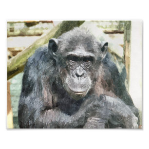 CHIMPANZEES FOTOTRYCK