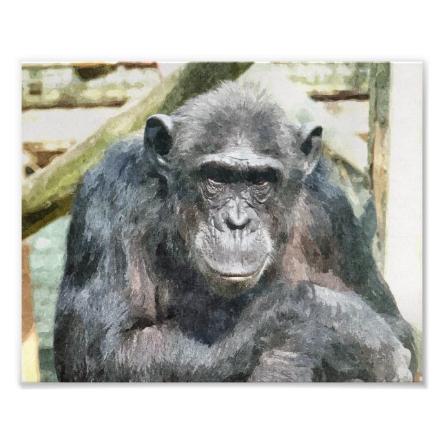 CHIMPANZEES FOTOTRYCK (Framsidan)