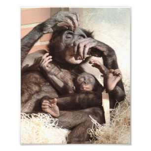 CHIMPANZEES FOTOTRYCK