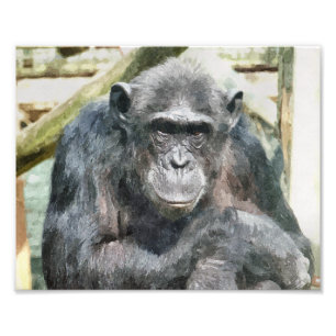 CHIMPANZEES FOTOTRYCK