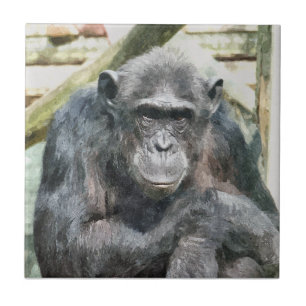 CHIMPANZEES KAKELPLATTA
