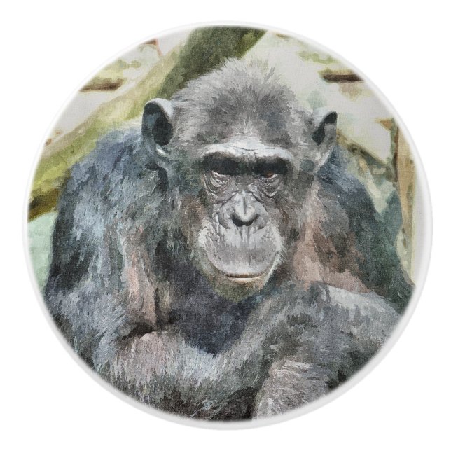 CHIMPANZEES KNOPP (Framsidan)