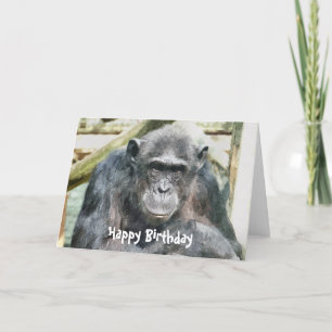 CHIMPANZEES KORT