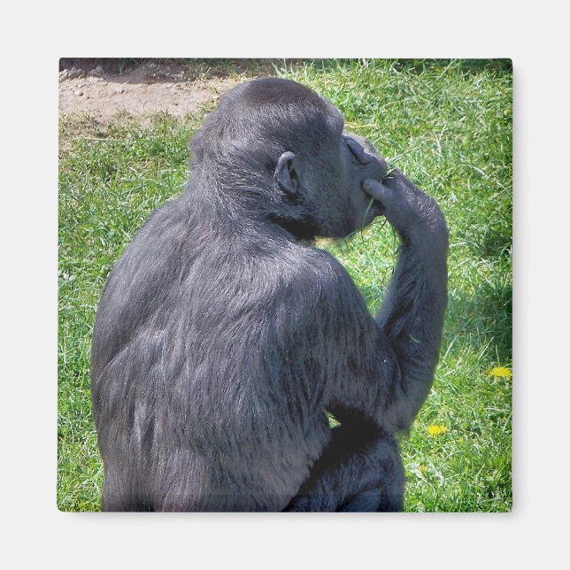 CHIMPANZEES MAGNET (Framsidan)