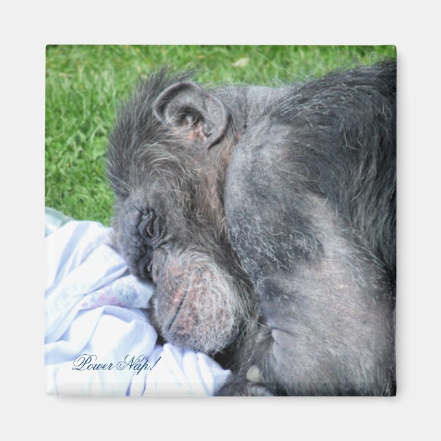 CHIMPANZEES MAGNET (Framsidan)