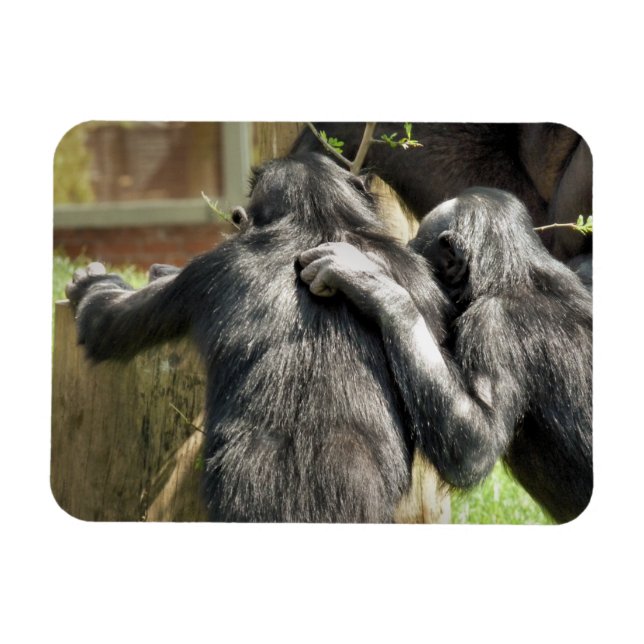 CHIMPANZEES MAGNET (Horisontell)