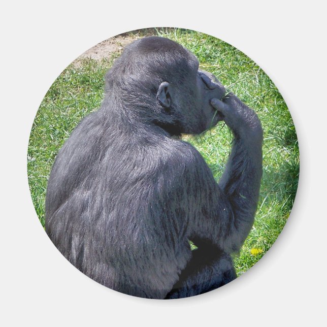 CHIMPANZEES MAGNET (Framsidan)