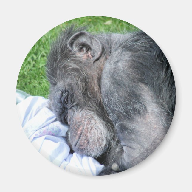 CHIMPANZEES MAGNET (Framsidan)