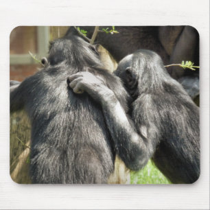 CHIMPANZEES MUSMATTA