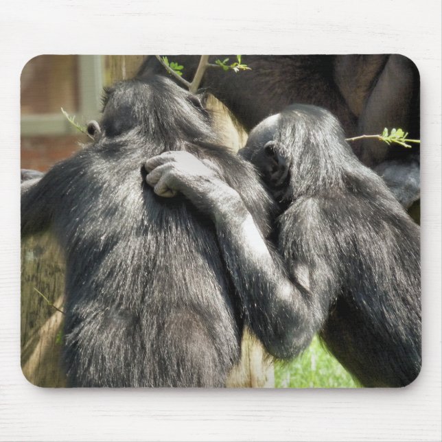 CHIMPANZEES MUSMATTA (Framsidan)