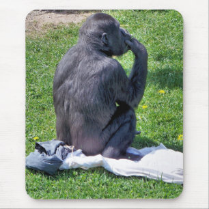 CHIMPANZEES MUSMATTA