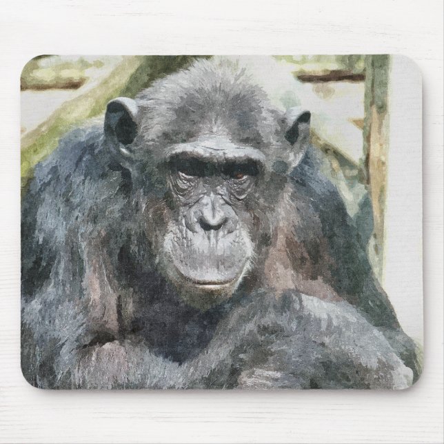 CHIMPANZEES MUSMATTA (Framsidan)