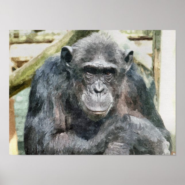 CHIMPANZEES POSTER (Framsidan)