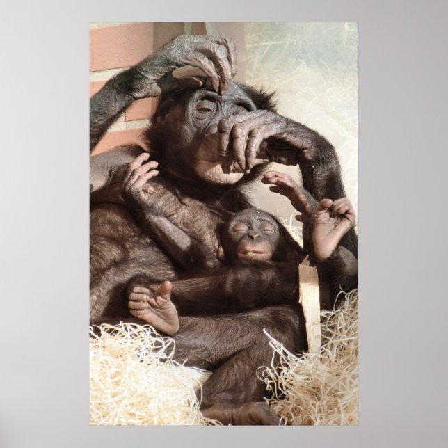 CHIMPANZEES POSTER (Framsidan)
