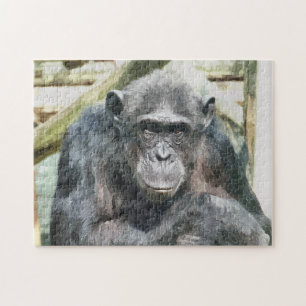 CHIMPANZEES PUSSEL